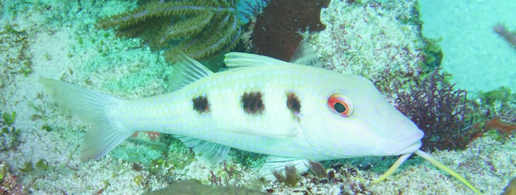 Goatfishes