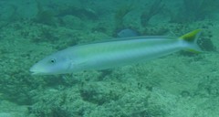 Malacanthus plumieri