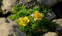 Ranunculus sericophyllus