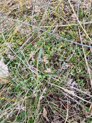 Thymus subarcticus