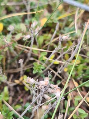 Thymus subarcticus