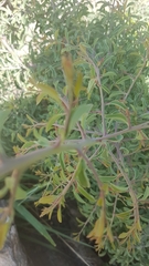 Ximenia americana