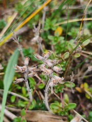 Thymus subarcticus