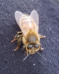 Apis mellifera