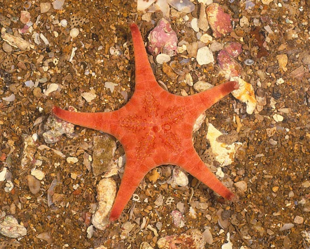 Stellasteropsis fouadi
