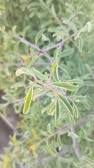 Ximenia americana