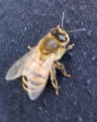 Apis mellifera