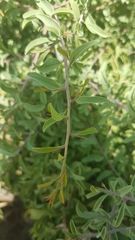 Ximenia americana