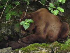 Ursus arctos sitkensis