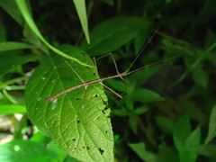 Ocnophiloidea regularis