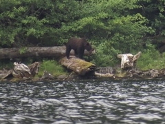 Ursus arctos sitkensis