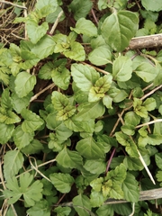 Plectranthus verticillatus