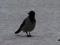 Corvus cornix