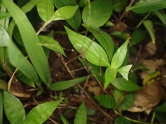 Ocnophiloidea regularis