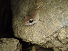 Pristimantis charlottevillensis