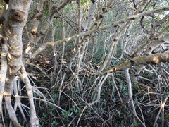 Rhizophora mangle image