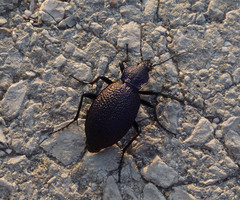 Carabus scabrosus tauricus