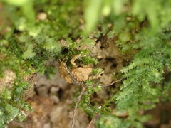 Pristimantis charlottevillensis