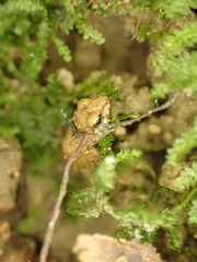 Pristimantis charlottevillensis