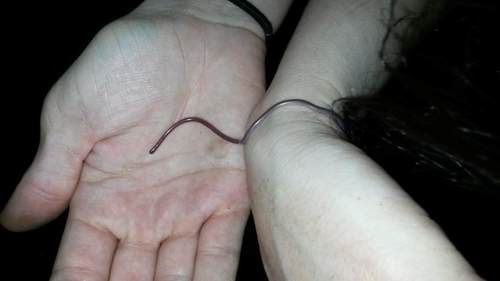 Long-tailed Thread Snake