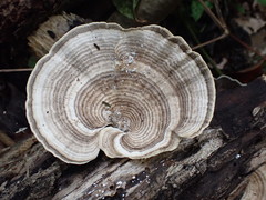 Trametes menziesii