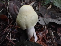 Agaricus abruptibulbus