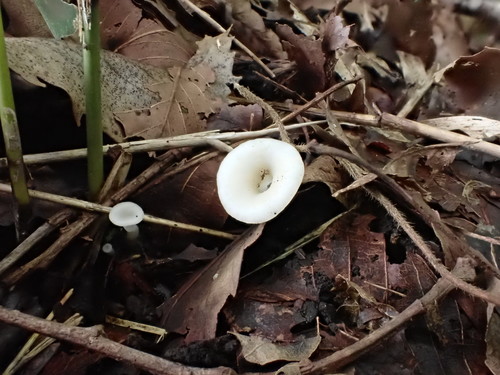 Singerocybe alboinfundibuliformis