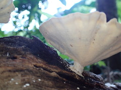 Trametes menziesii