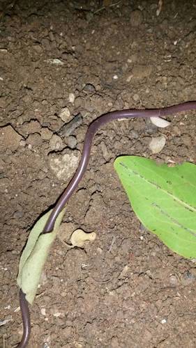 Long-tailed Thread Snake
