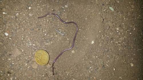 Long-tailed Thread Snake