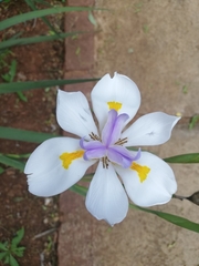 Dietes grandiflora