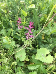 Fumaria officinalis officinalis