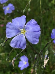 Linum austriacum
