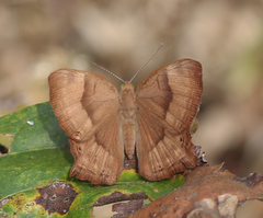 Abisara bifasciata suffusa
