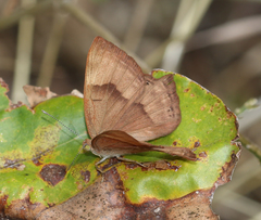 Abisara bifasciata suffusa