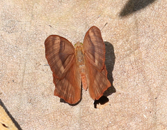 Abisara bifasciata suffusa