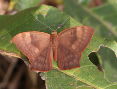 Abisara bifasciata suffusa