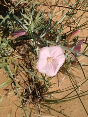 Convolvulus fruticosus