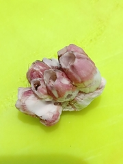 Megabalanus coccopoma