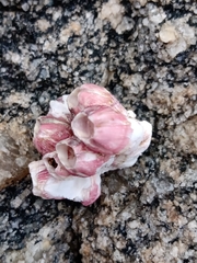 Megabalanus coccopoma