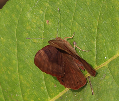 Abisara bifasciata suffusa
