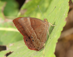 Abisara bifasciata suffusa