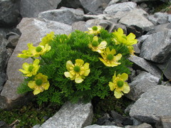Ranunculus sericophyllus