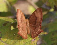 Abisara bifasciata suffusa