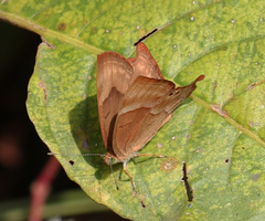 Abisara bifasciata suffusa