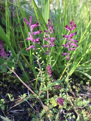 Fumaria officinalis officinalis
