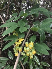 Senna bacillaris