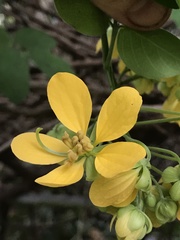 Senna bacillaris