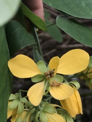Senna bacillaris