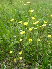 Ranunculus japonicus